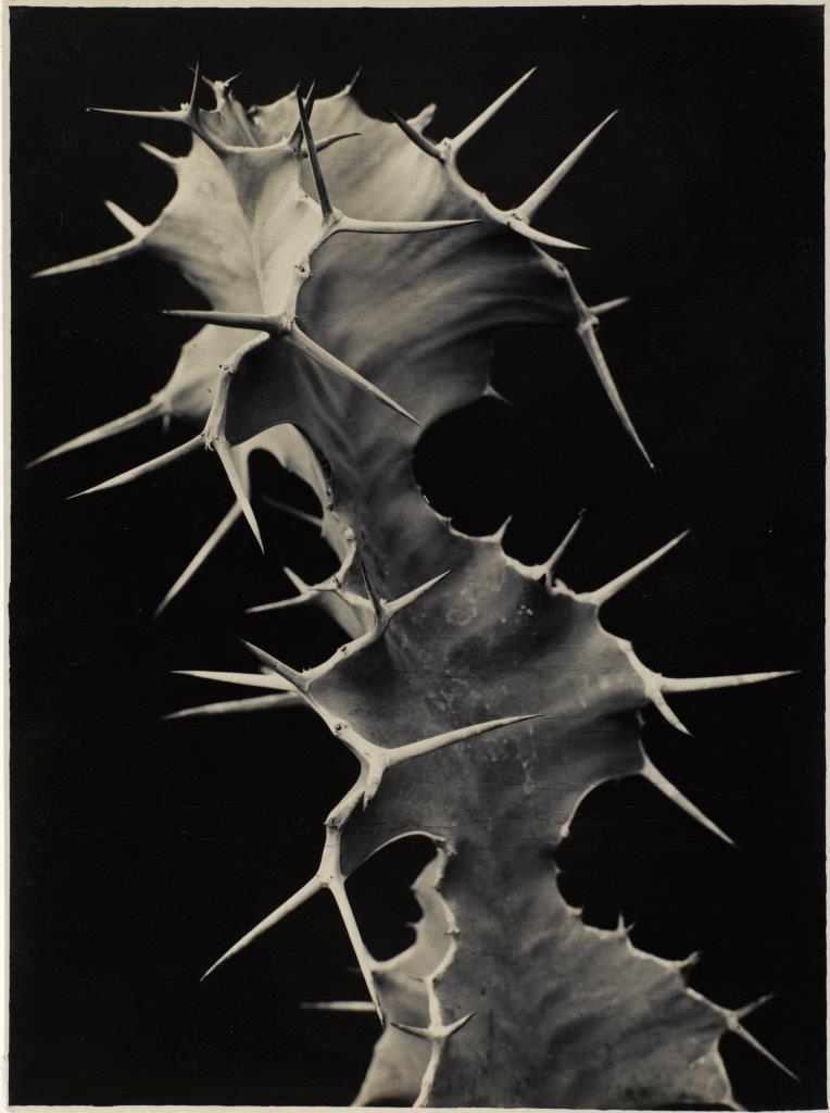 Albert Renger-Patzsch, Euphorbia grandicornis, c. 1922-1923 ©Centre Pompidou, MNAM-CCI:Philippe Migeat:Dist. RMN-GP ©Albert Renger-Patzsch Archiv, Ann und Jürgen Wilde, Zülpich : VEGAP, 2023