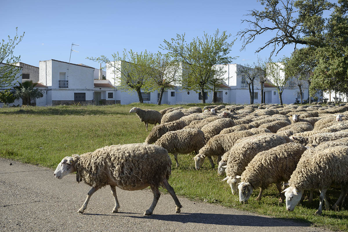 © Ana AmadoAndrés Patiño. Rebaño de ovejas delante de un grupo de viviendas de colonos en Vegaviana, 2022 - Gonzalo Doval Sánchez