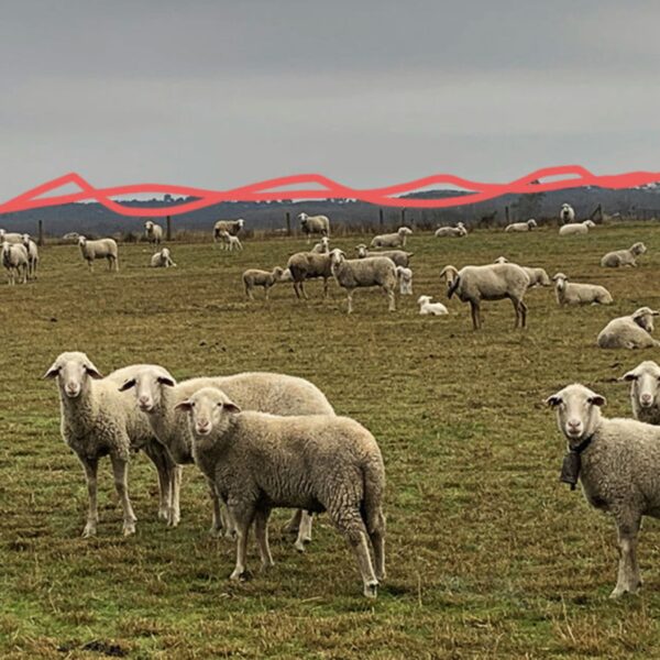 IMAGENES REJILLA WEB FORMA (15)