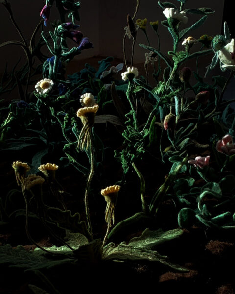 biodiversidad. Asociación de laneras